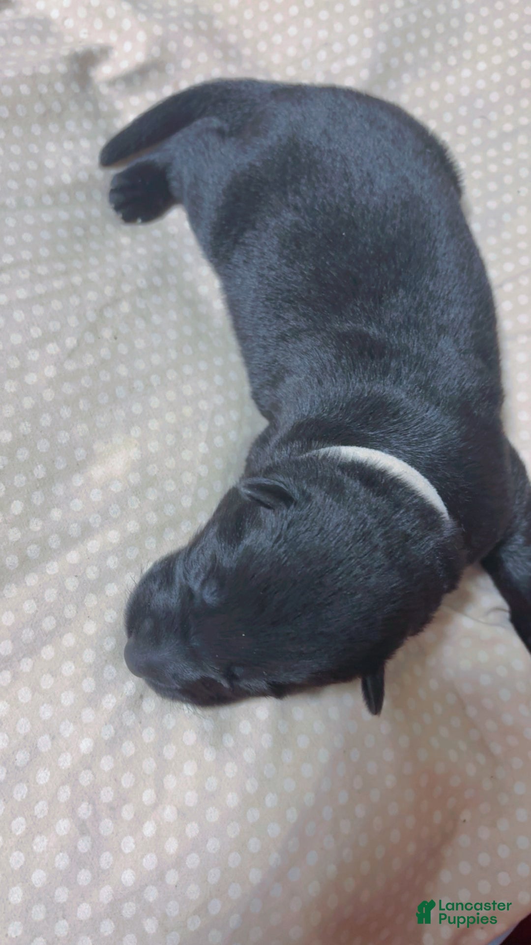 German Shepherd dogs for sale: Shadow  - Ad 2