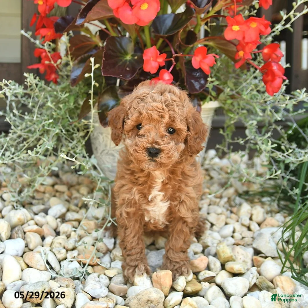 Toy Poodle dogs for sale: Jasper  - Ad 3