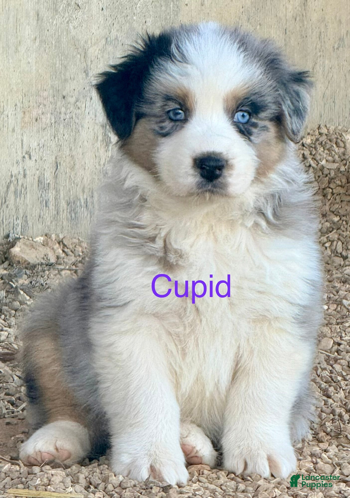 Australian Shepherd dogs Cupid - Ad 18