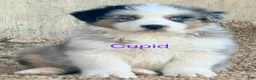 Australian Shepherd dogs for sale: Cupid - Ad 1
