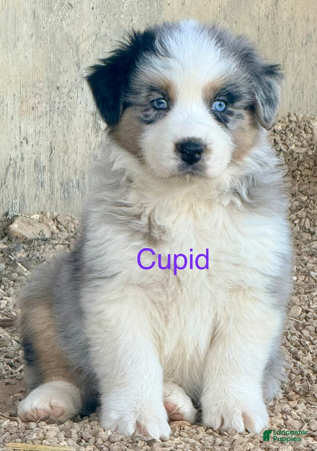 Australian Shepherd dogs for sale: Cupid - Ad 1