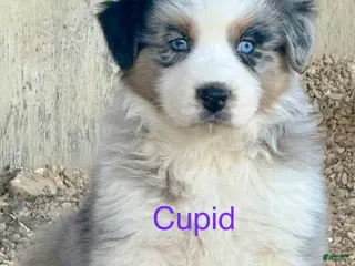 Australian Shepherd dogs Cupid - Ad 18
