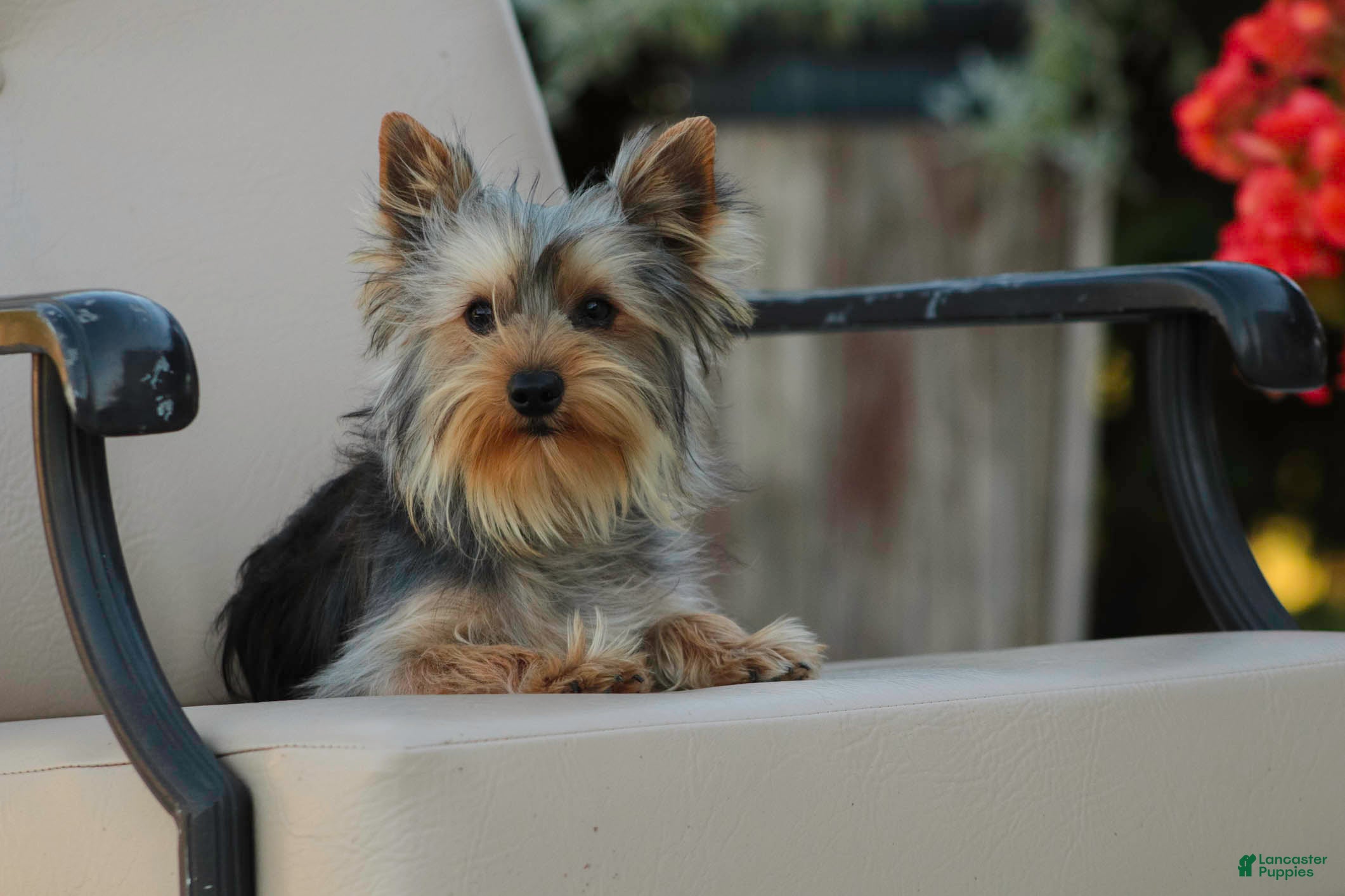 Yorkshire Terrier dogs Junior - Ad 1
