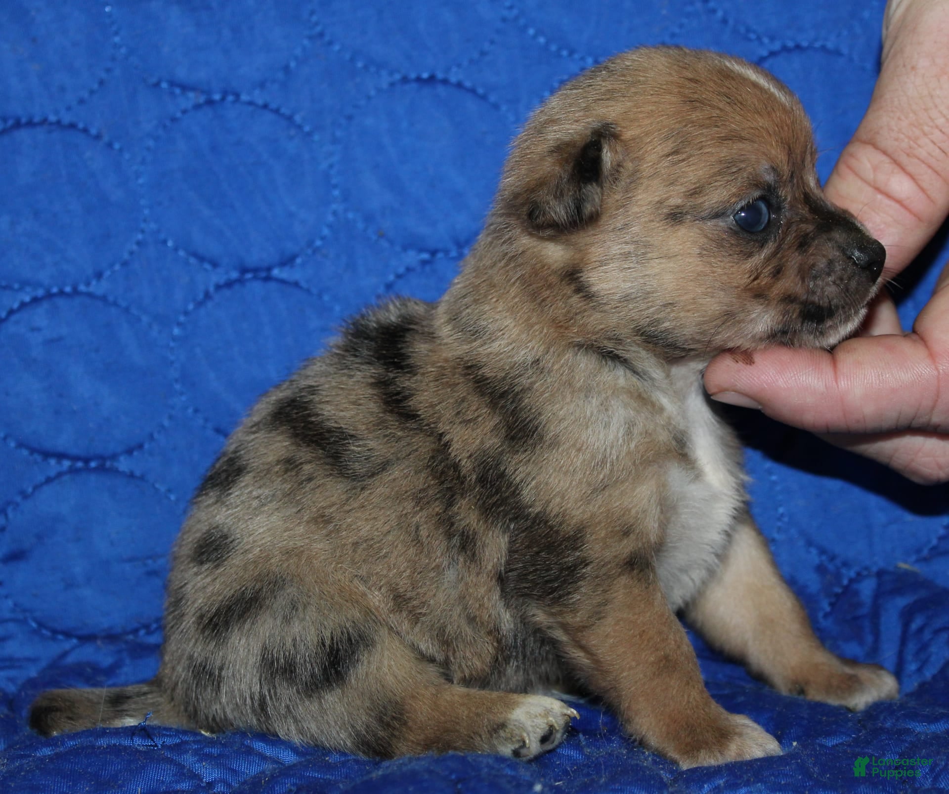 Zorba The English Mastiff Next Aicama Zorba Largest English