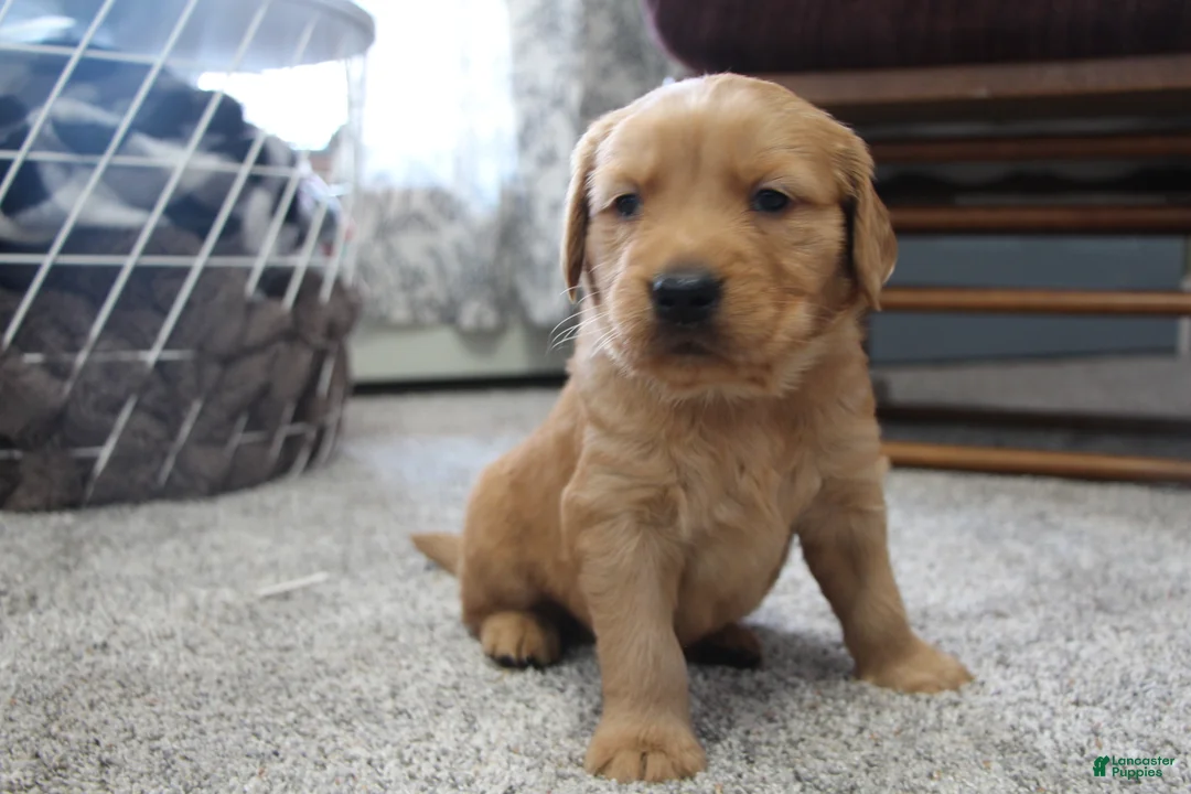 Golden Retriever dogs for sale: Rune - Ad 8