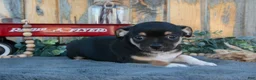 Chihuahua dogs for sale: Hector - Ad 2
