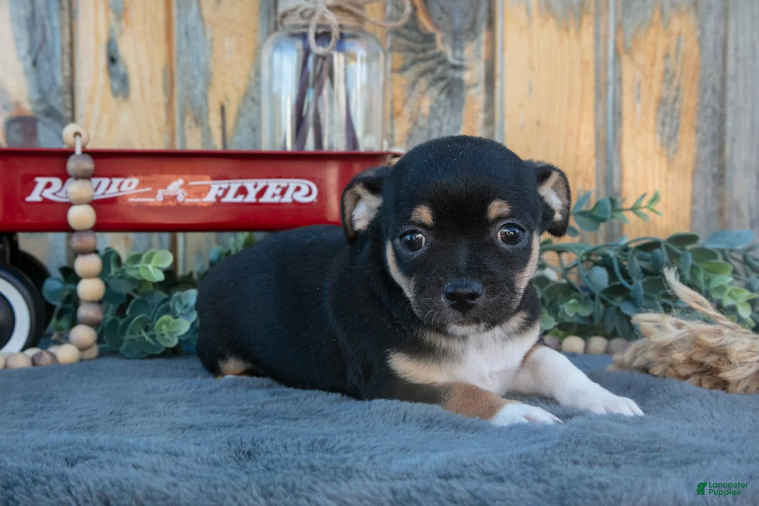 Chihuahua dogs for sale: Hector - Ad 2