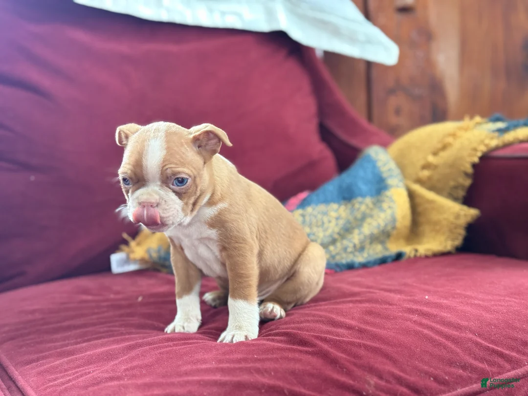 Boston Terrier dogs for sale: Bonny - Ad 13