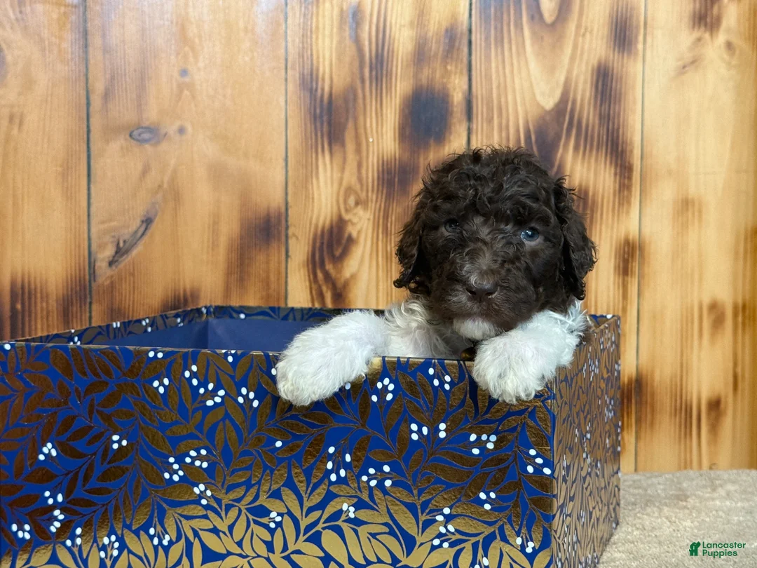 Standard Poodle dogs for sale: Standard Poodle Puppy 1 - Ad 1