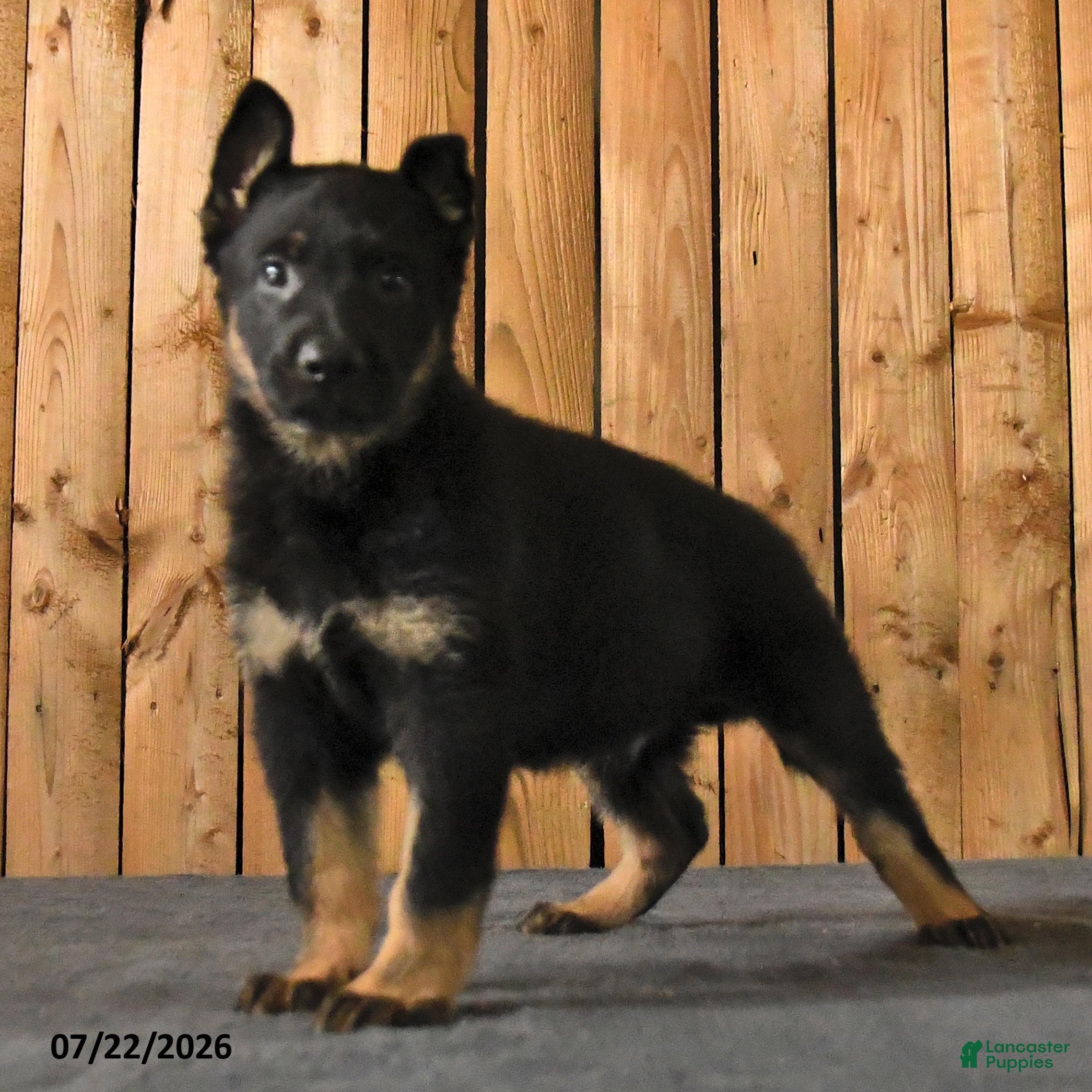 German Shepherd dogs Fin  - Ad 2