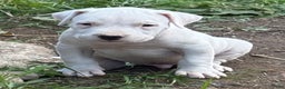 Dogo Argentino dogs for sale: Puppy M3 - Ad 47