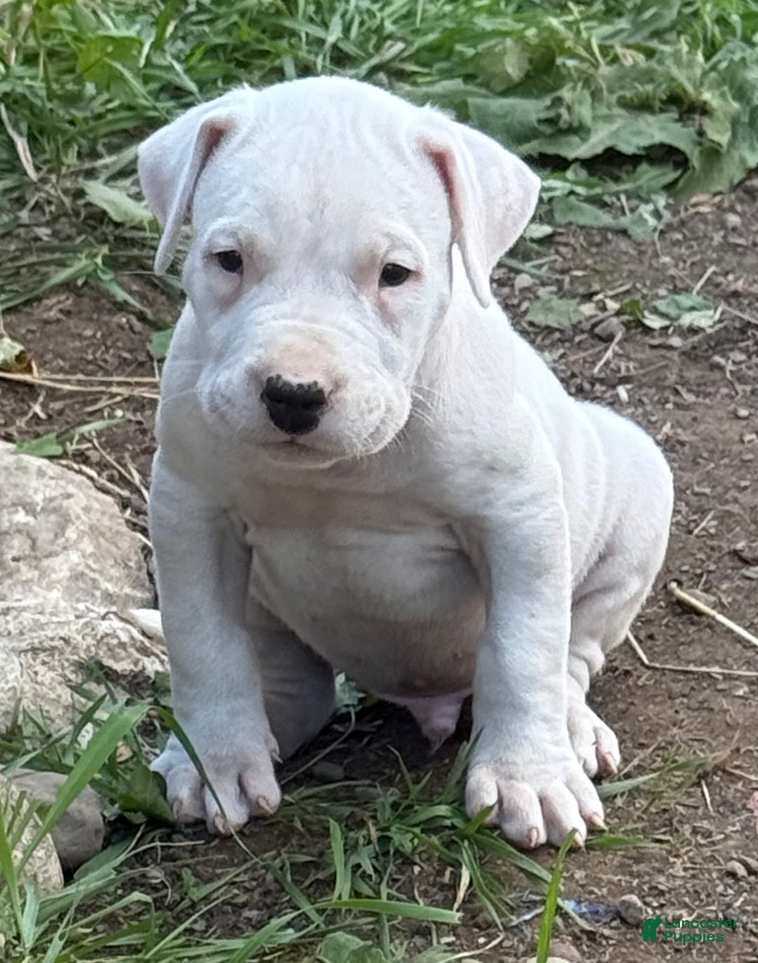 Dogo Argentino dogs for sale: Puppy M3 - Ad 47
