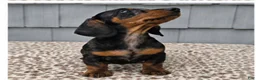 Miniature Dachshund dogs for sale: Mia - Ad 9