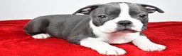 Boston Terrier dogs for sale: Spencer  - Ad 9