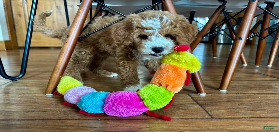 Gallery Image {{count}}