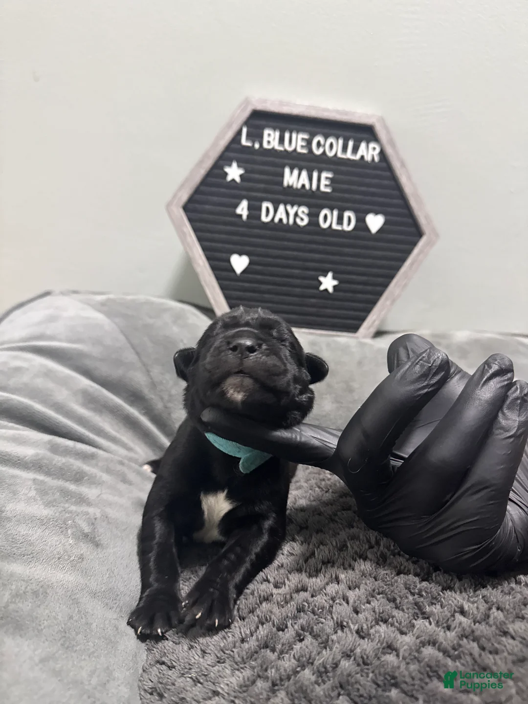 Cane Corso dogs for sale: Vito  - Ad 2
