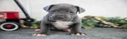 Cane Corso dogs for sale: Stacy - Ad 2
