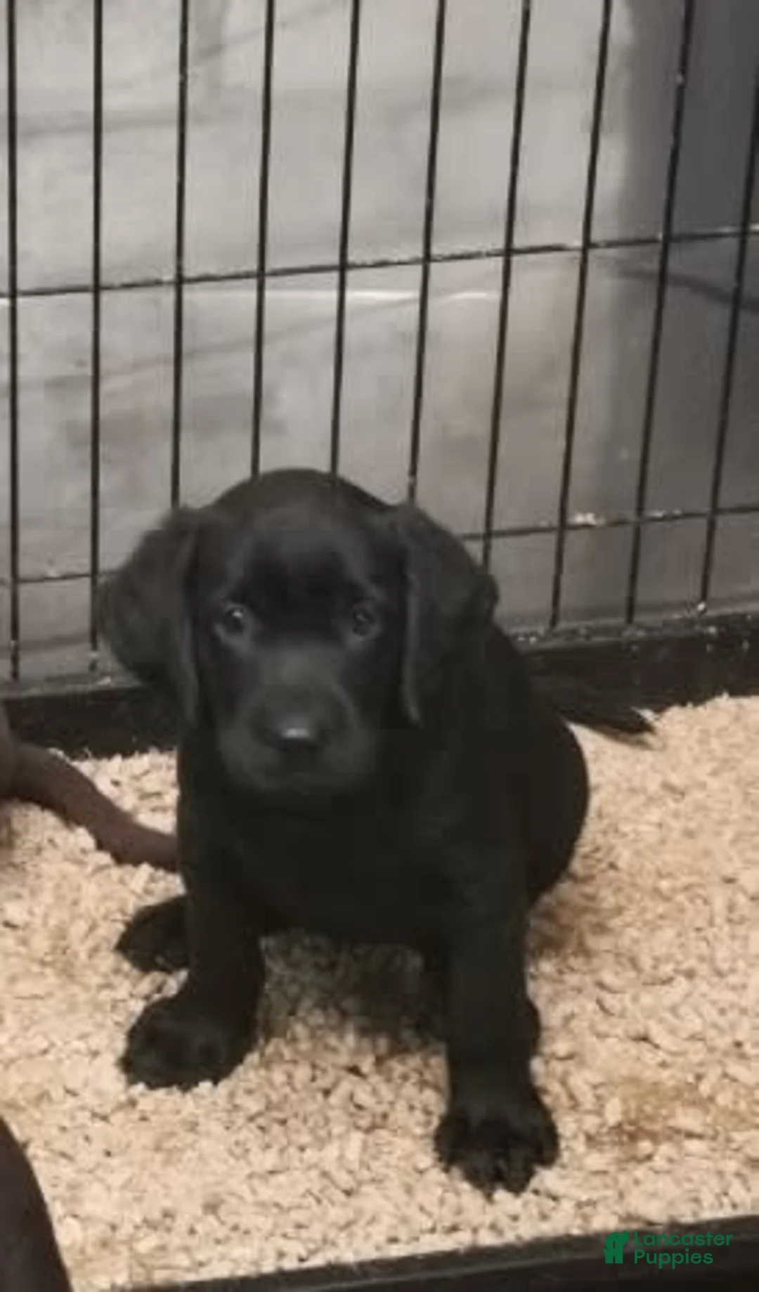 Gallery Image {{count}}