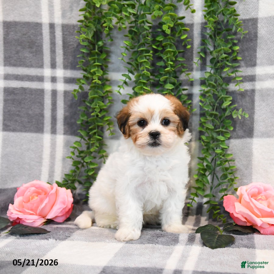 Teddy Bear dogs Susan - Ad 1