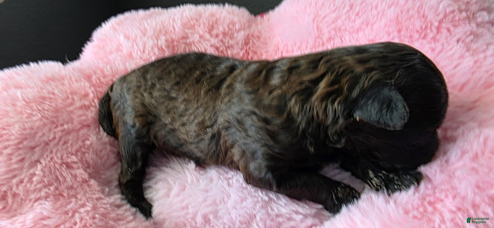 Toy Poodle dogs Girl 1 - Ad 2