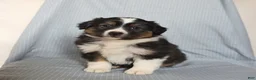 Miniature Australian Shepherd dogs for sale: Chance - Ad 4