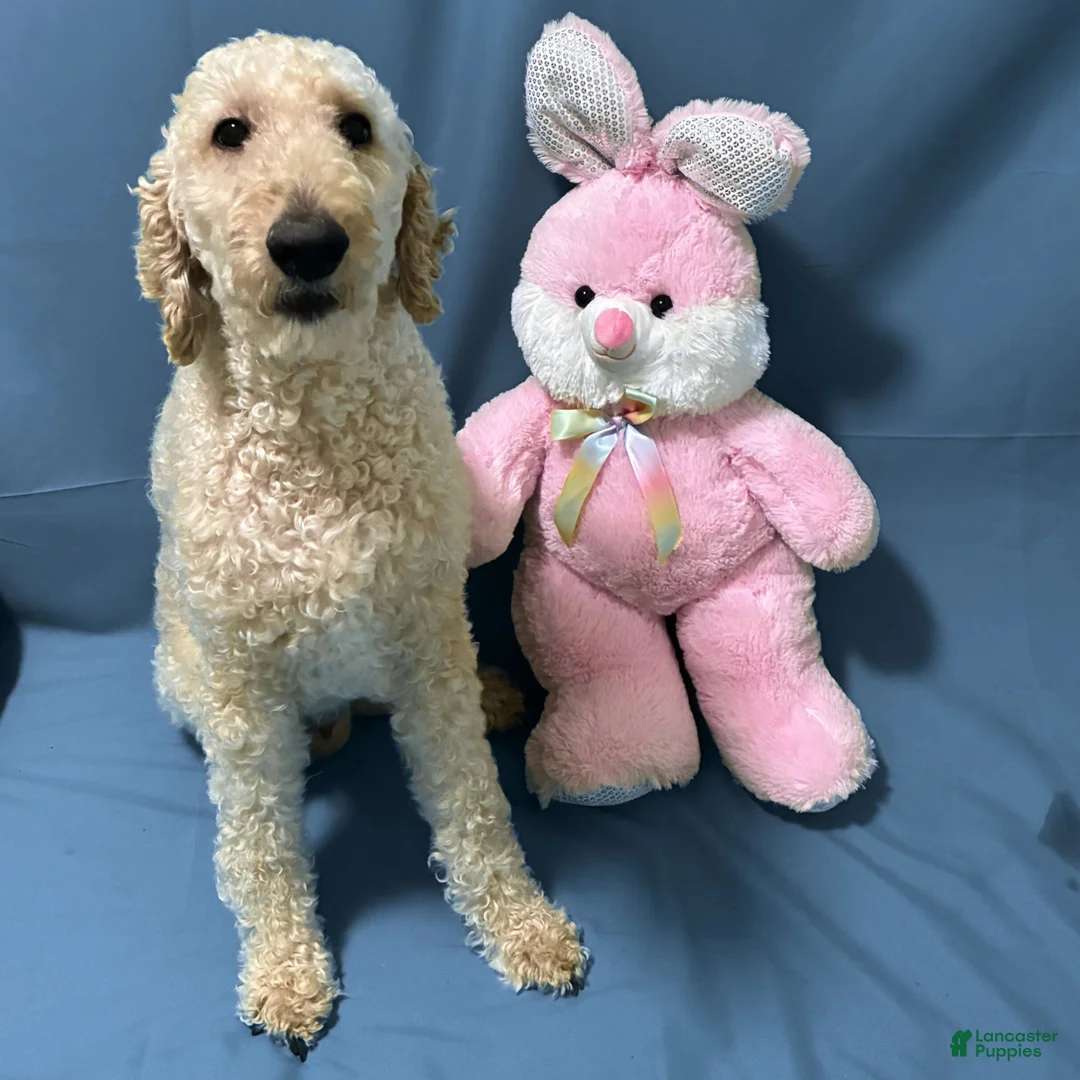 Goldendoodle dogs for sale: Ventress - Ad 11