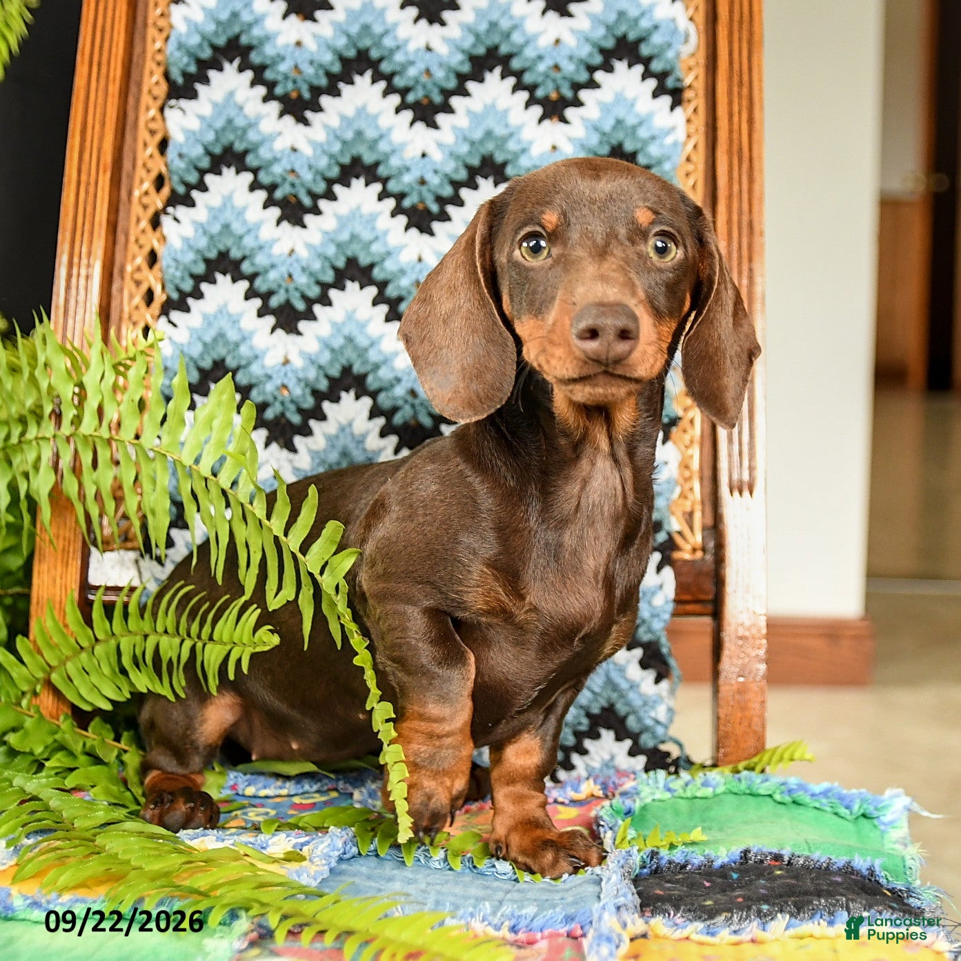 Miniature Dachshund dogs for sale: Lana - Ad 1