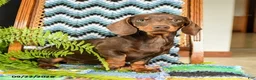 Miniature Dachshund dogs for sale: Lana - Ad 1