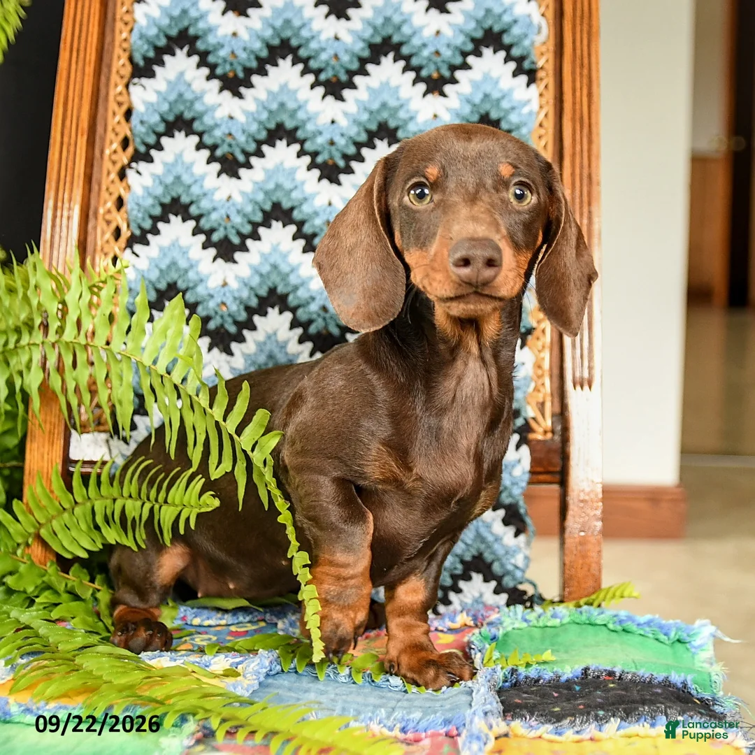 Miniature Dachshund dogs for sale: Lana - Ad 1