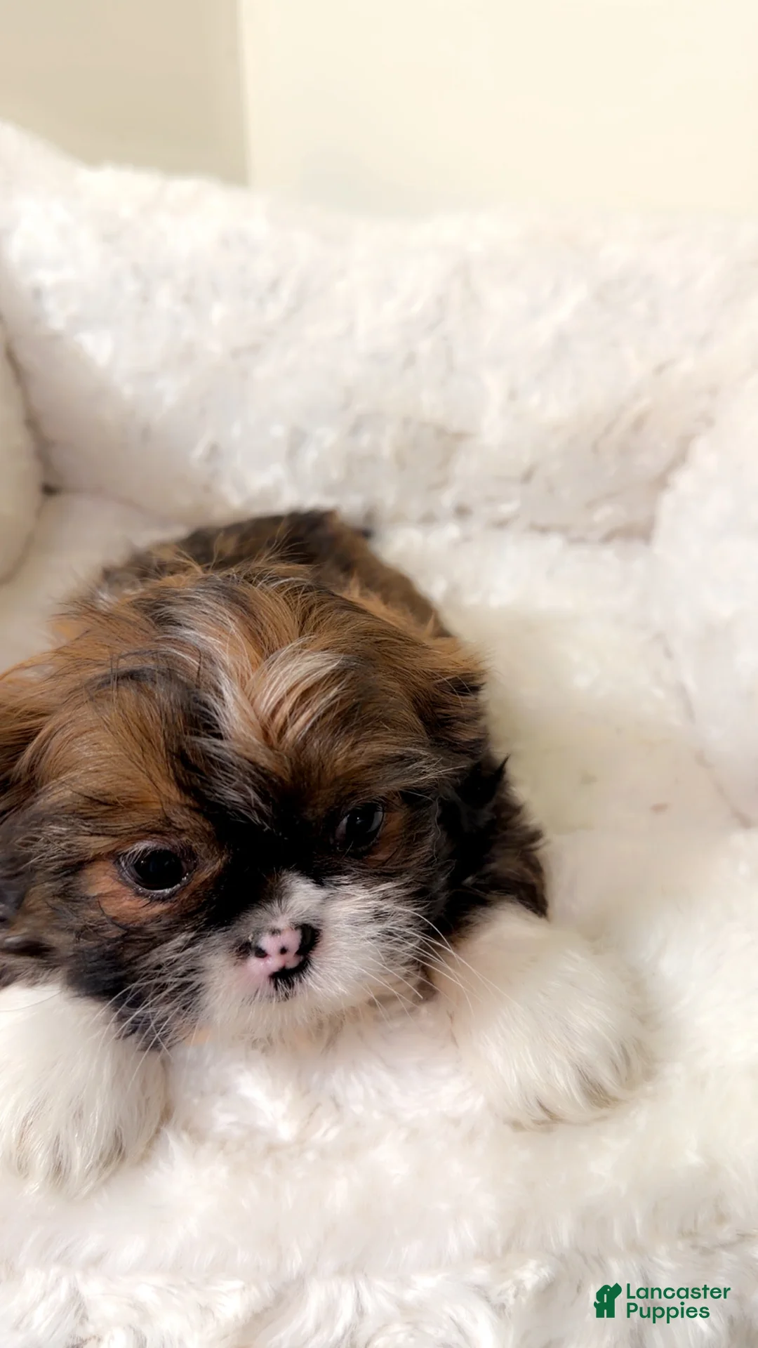 Shih Tzu dogs for sale: Bambi  - Ad 3