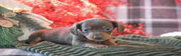 Dachshund dogs for sale: Sprinkles - Ad 7