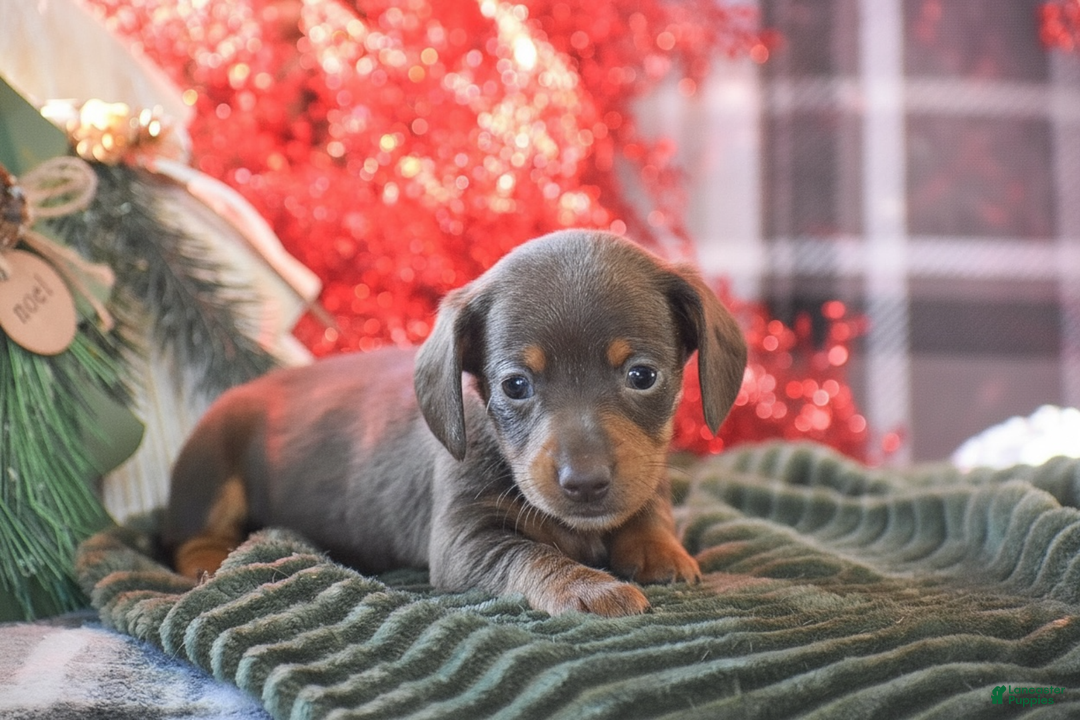 Dachshund dogs for sale: Sprinkles - Ad 7