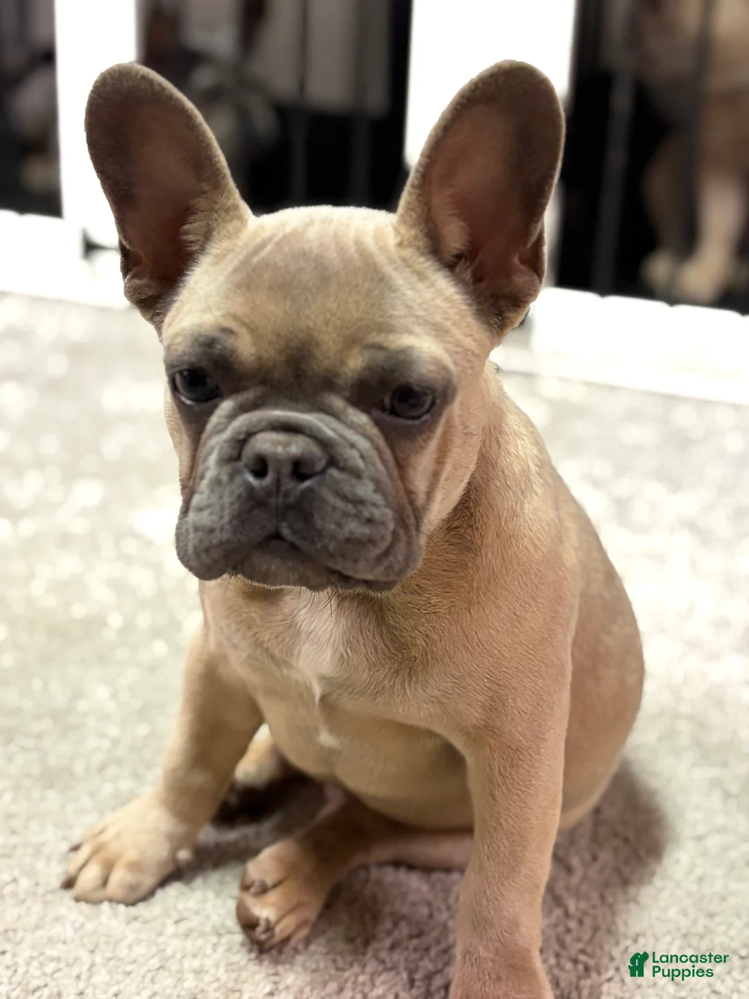 French Bulldog dogs for sale: French Bulldog Puppy 1 - Ad 4