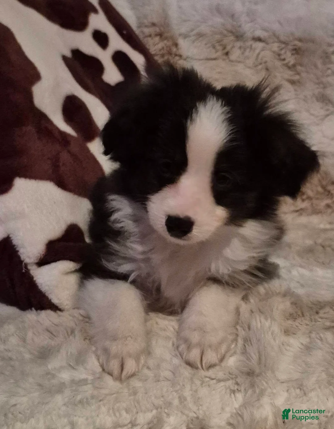 Toy Australian Shepherd dogs for sale: Toy Australian Shepherd Puppy 1 - Ad 5