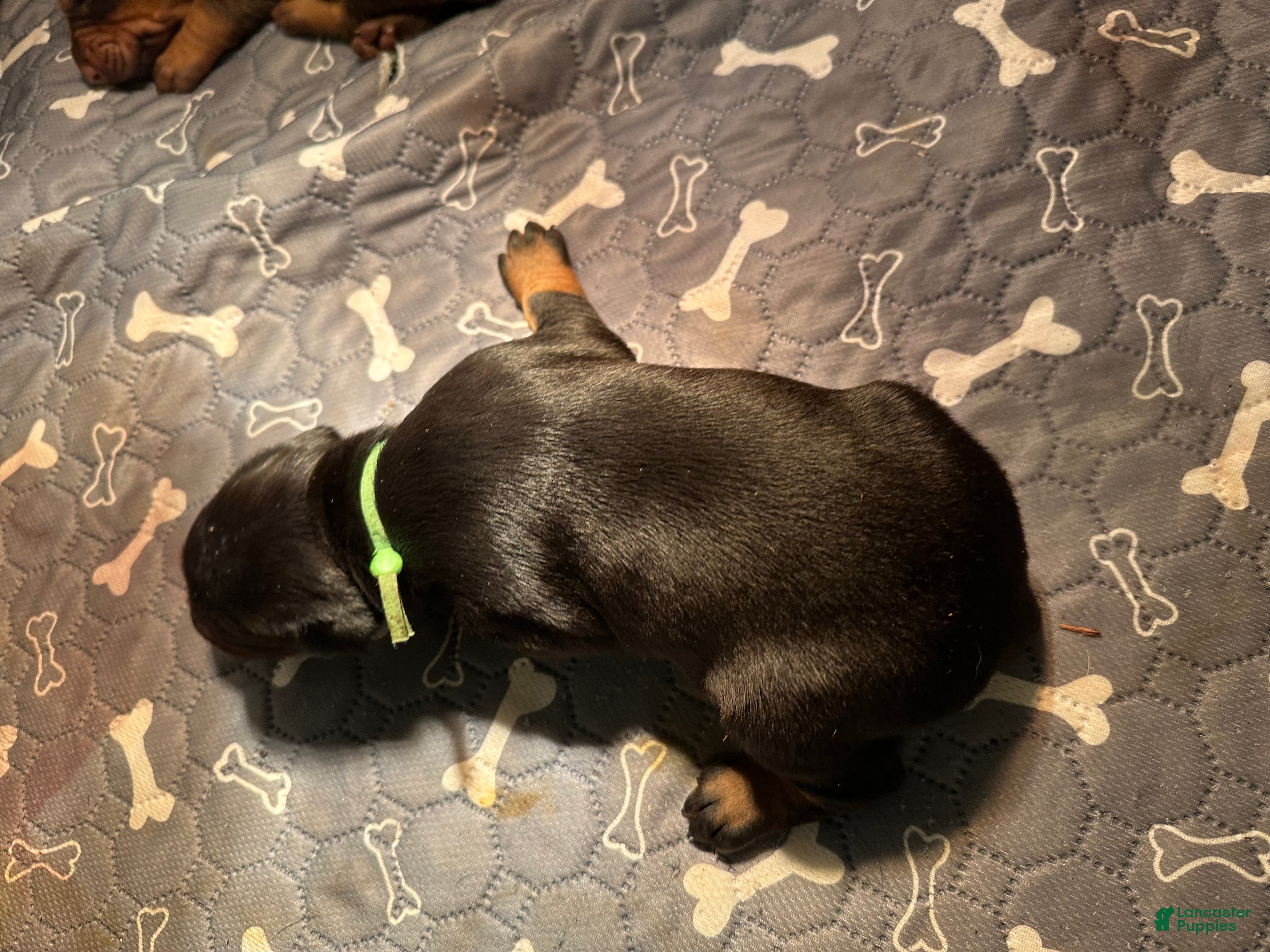 Doberman Pinscher dogs Doberman Pinscher Puppy 2 - Ad 24