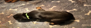 Doberman Pinscher Puppy 2