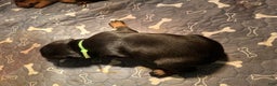 Doberman Pinscher dogs for sale: Doberman Pinscher Puppy 2 - Ad 1