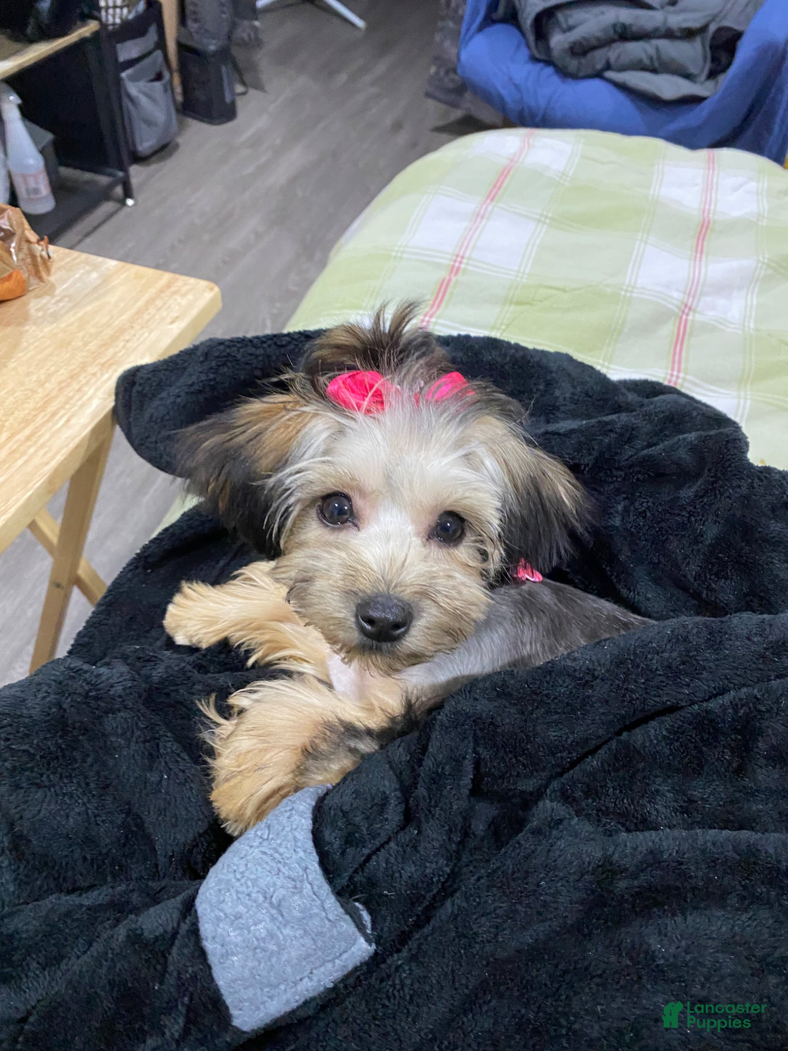 Mixed Breed dogs Mixed Breed Puppy 1 - Ad 41