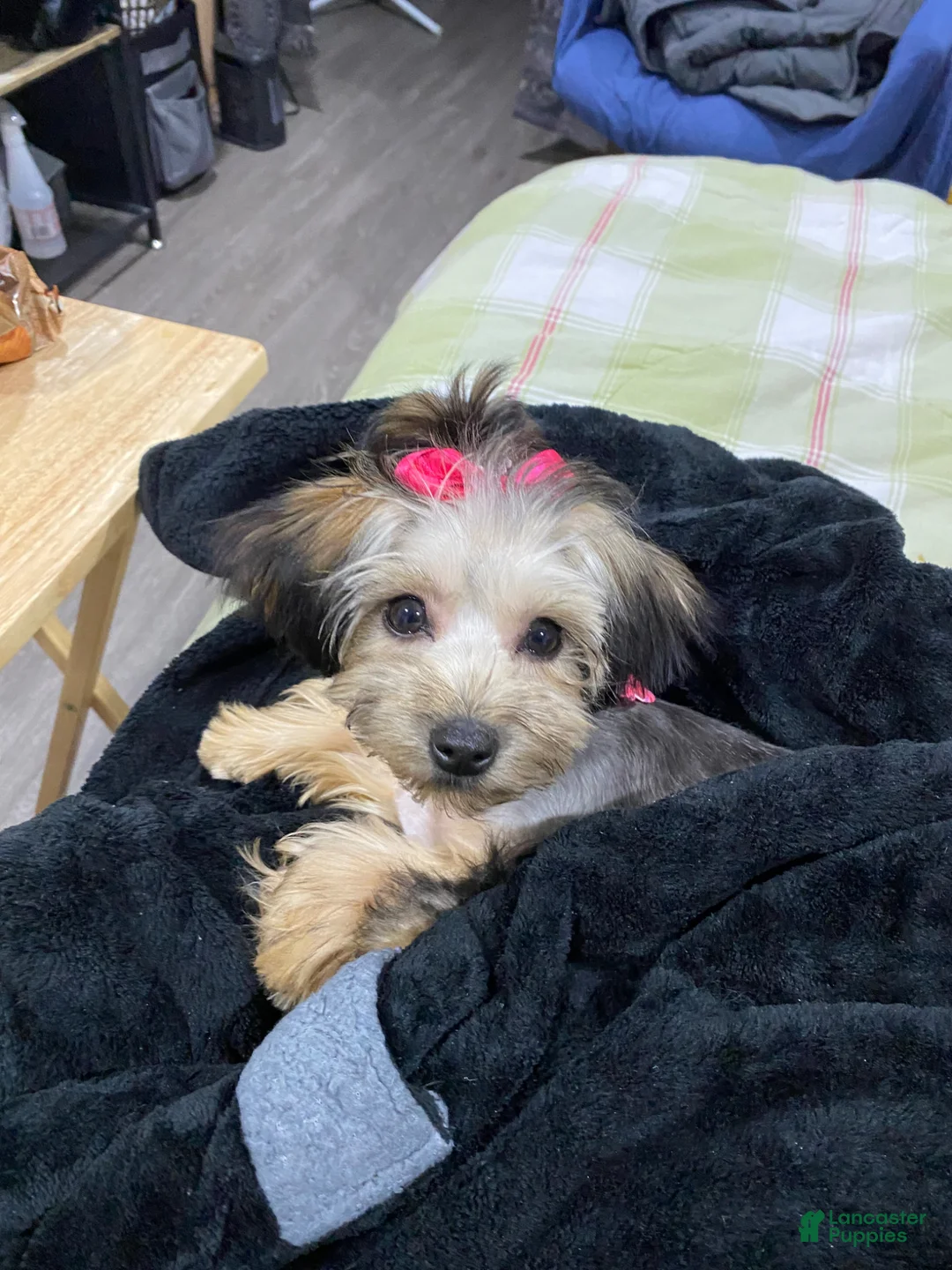 Mixed Breed dogs for sale: Mixed Breed Puppy 1 - Ad 1