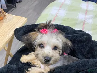 Mixed Breed dogs Mixed Breed Puppy 1 - Ad 4