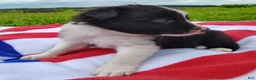 Border Collie dogs for sale: Finnley  - Ad 9