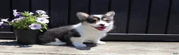 Welsh Corgi Pembroke dogs for sale: Iris - Ad 5