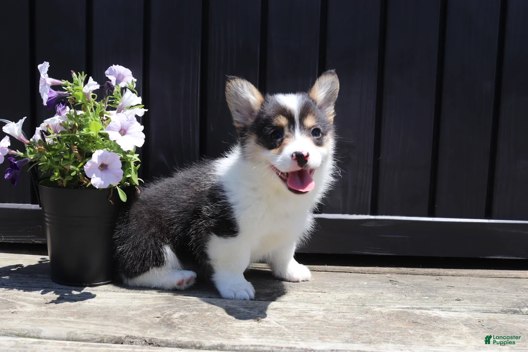 Welsh Corgi Pembroke dogs for sale: Iris - Ad 5