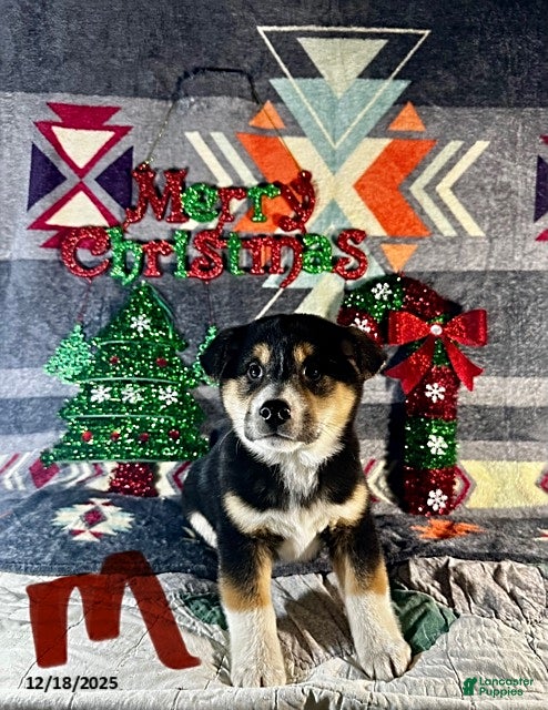 Shiba Inu dogs Archie - Ad 6