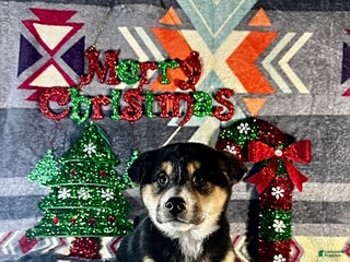 Shiba Inu dogs Archie - Ad 5