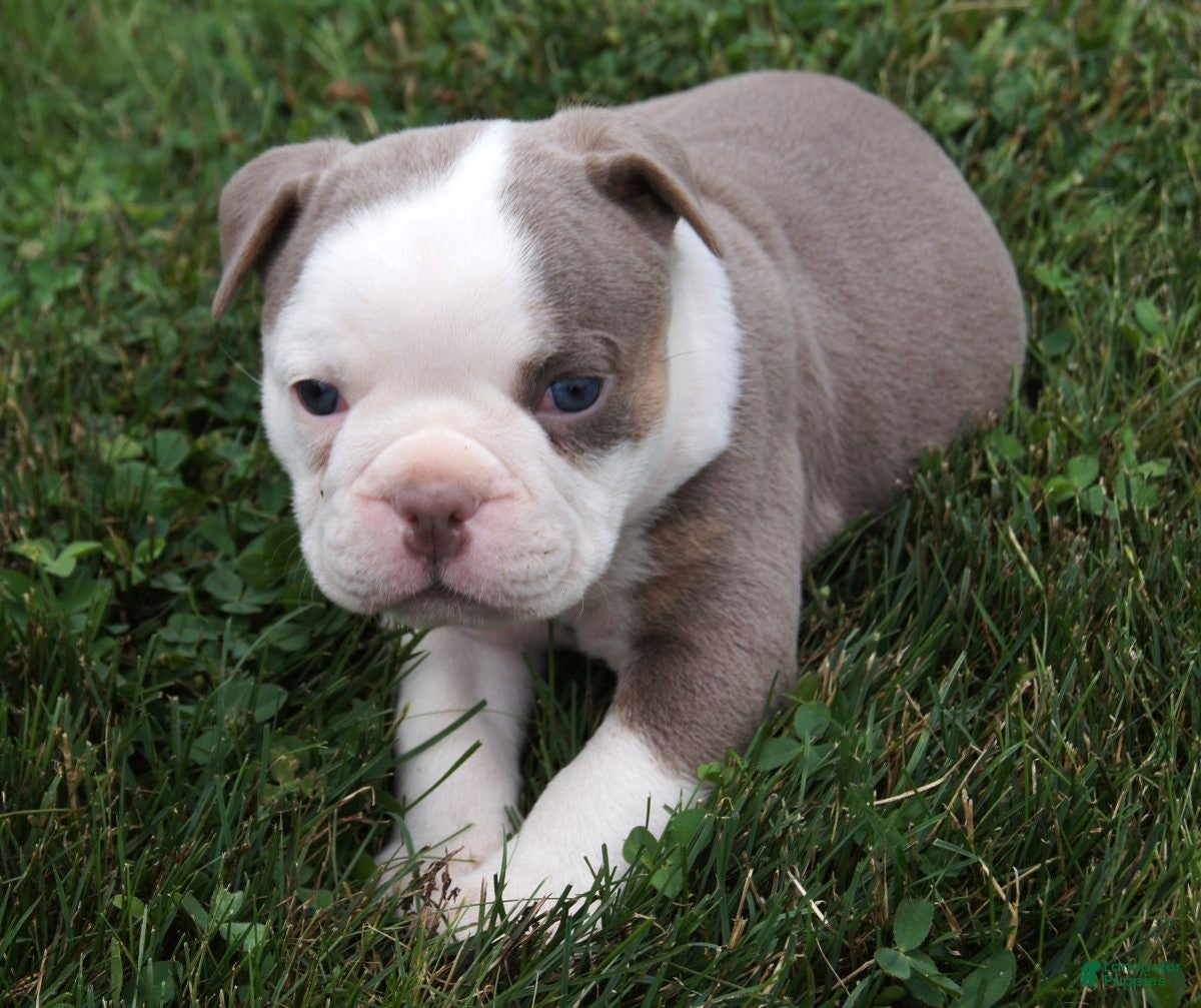 Olde English Bulldogge dogs for sale: Maggie - Ad 4