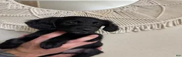 Mixed Breed dogs for sale: Green - Ad 6