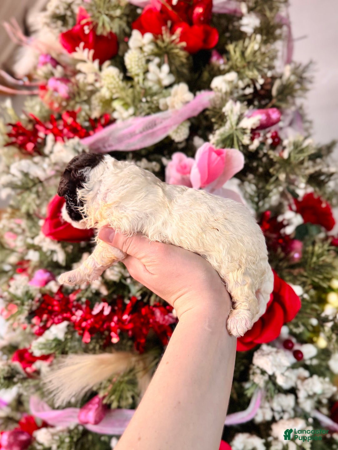 Cockapoo dogs for sale: Cockapoo Puppy 4 - Ad 3