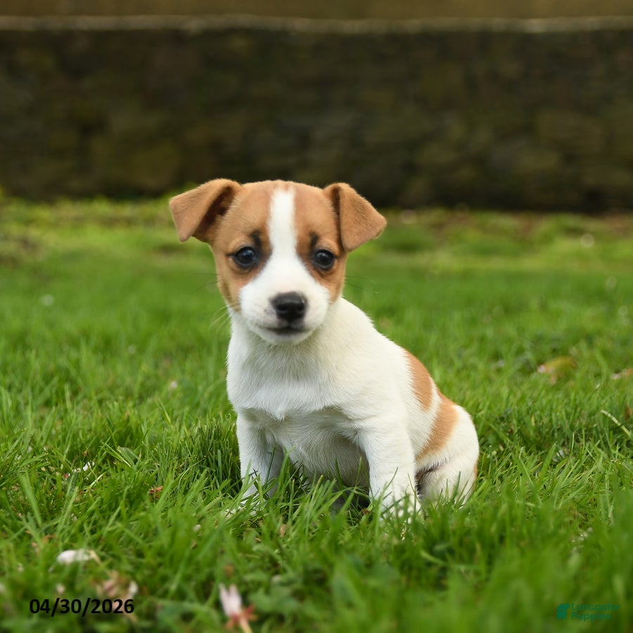 Jack Russell Terrier dogs for sale: Hadly - Ad 2