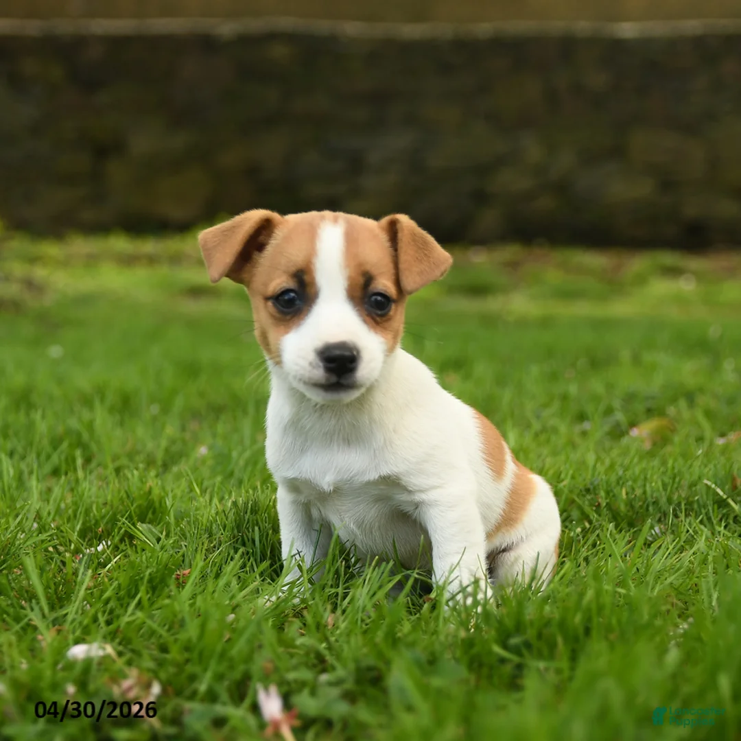 Jack Russell Terrier dogs for sale: Hadly - Ad 1